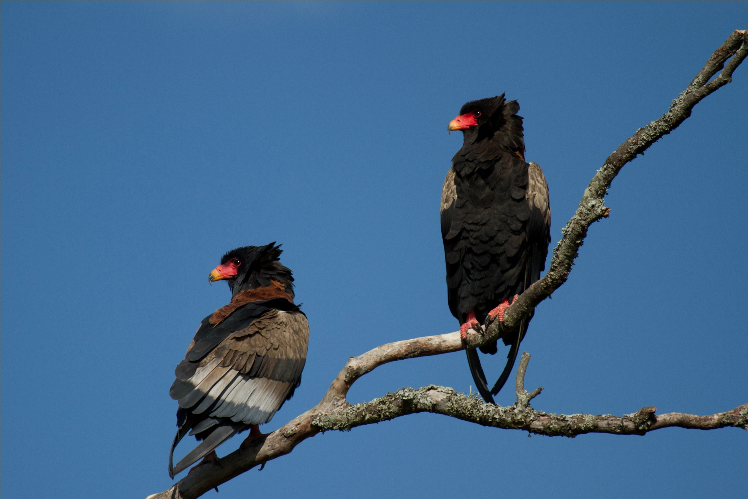 package hotel listing